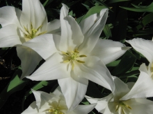 Weiße Tulpeblüte