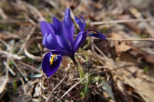 Blaue Göttin im Frühling (Iris)