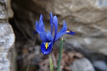 Blaue schönheit vor grauem Stein (Iris)