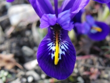Zwerg-Iris