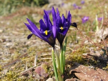 Kleine Iris blau