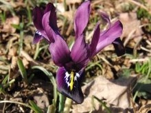 Kleine Iris violett 1