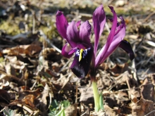Kleine Iris violett 3