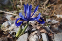 Rock im Steingarten (blaue Iris)
