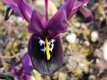 Violette Zwergiris Blüte