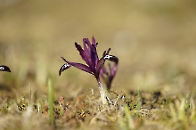Zwergiris violett