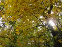 Herbstlicher Ahornbaum im Gegenlicht