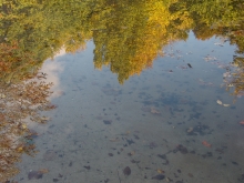 Der Herbst im Wasserspiegel