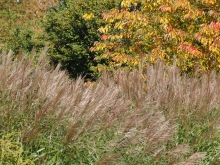 Grasstauden im Herbst