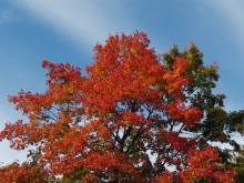 Baum im feurigen Herbstleuchten 1