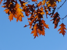 Braunes Herbstlaub vor blauen Himmel 1
