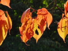 Feurige Herbstblätter