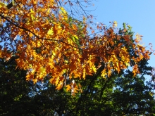 Goldbraunes Herbstleuchten