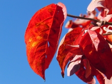 Rotes Herbstblatt vor blauen Himmel