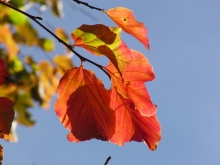Rotgefärbte Blätter vor blauen Himmel