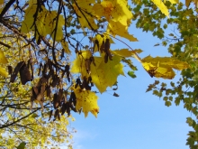 Ahornast mit Herbstlaub vor blauen Himmel