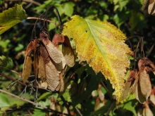 Ahornsamen mit Herbstblatt