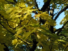 Ast mit gelben Ahornlaub