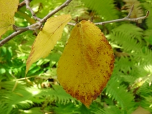 Kleiner Zweig mit gelben Herbstblatt duo