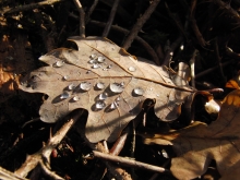 Braunes Eichelblatt mit Wassertropfen
