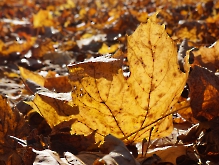 Goldener glanz am Boden