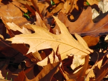 Braunes Herbstblatt