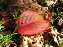 Rotes Herbstblatt am Boden 2