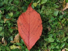 Rotes Herbstblatt auf der Wiese 1