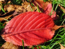 Rotes Herbstblatt auf der Wiese 2