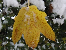 Ahornblatt mit Schnee