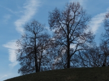 Parkbäume vor blauen Novemberhimmel
