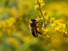  Biene an gelbe Blütenrispe