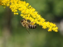  Biene auf gelbe Blütenrispe