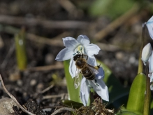 Biene an kleiner Sternhyazinthe