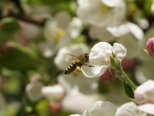 Biene an Obstblüte