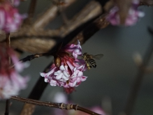 Biene an Winterschneebalblüte-1