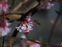 Biene an Winterschneebalblüte-3