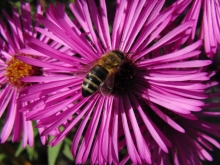 Biene auf Aster 1