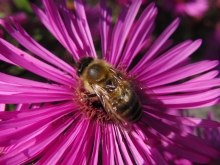 Biene auf Aster 2