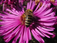 Biene auf Aster 4