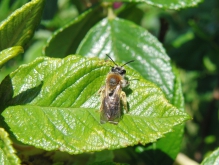 Biene auf grünen Blatt