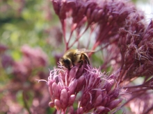Biene auf Herbstblume