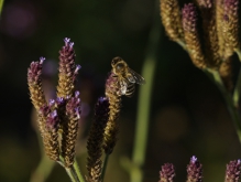 Biene auf letzten Blüten im Herbst