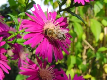 Biene auf lilia Aster