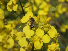 Biene auf Rapsblüte 3