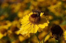 Biene auf Sommerblume