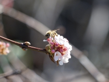 Biene auf Winterschneeballblüten
