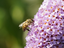 Biene im Sommerflieder