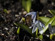 Biene in Sterhyazinthenblüte