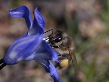 Biene schaut auf Blaustern